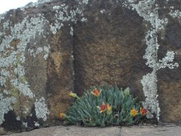 Hereroa glenensis floral beginnings and endings